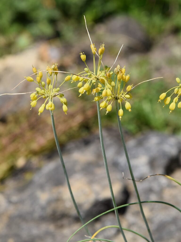 Allium pallens