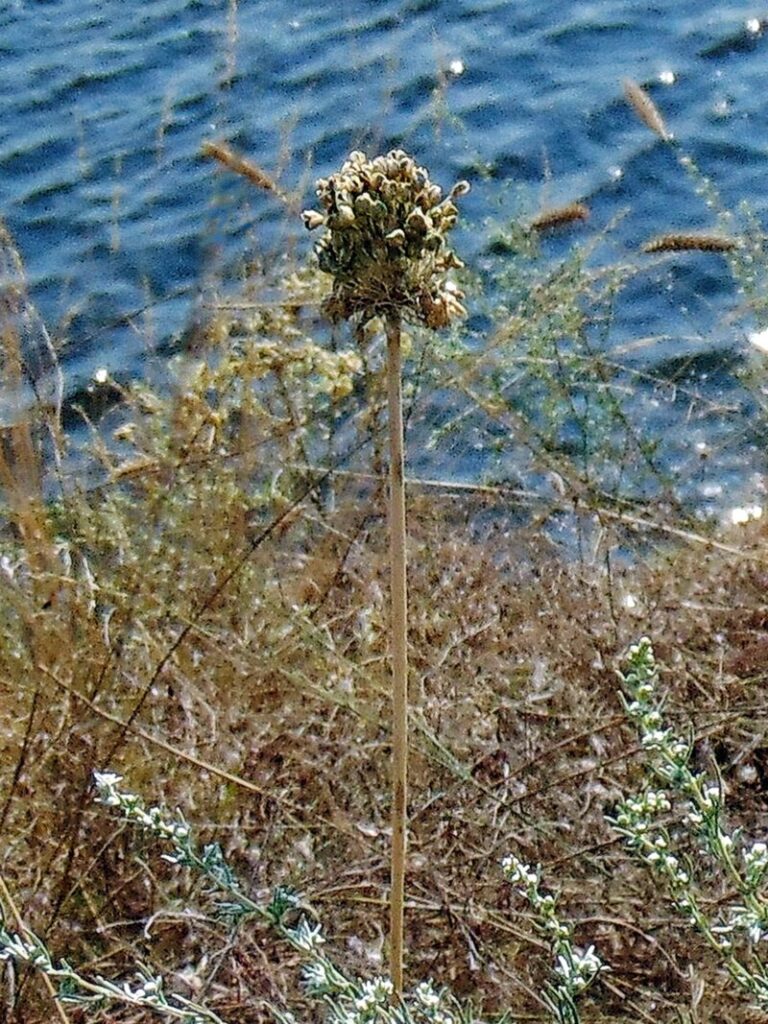Allium guttatum