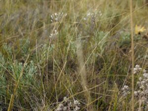 Allium inaequale