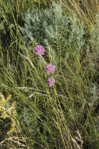 Allium lineare