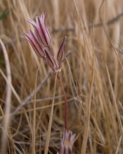 Allium lojaconoi