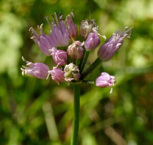 Allium lusitanicum