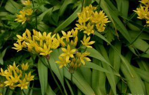Allium moly subsp. moly