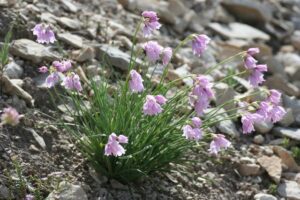 Allium narcissiflorum