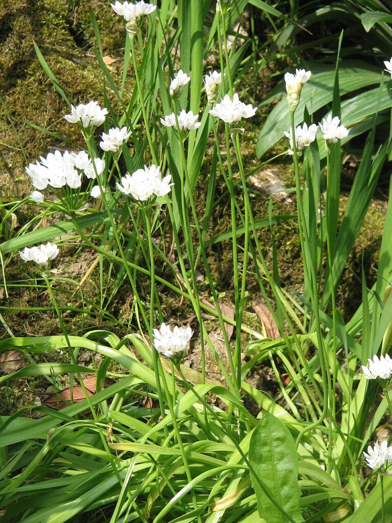 Allium neapolitanum