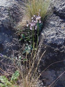 Allium podolicum