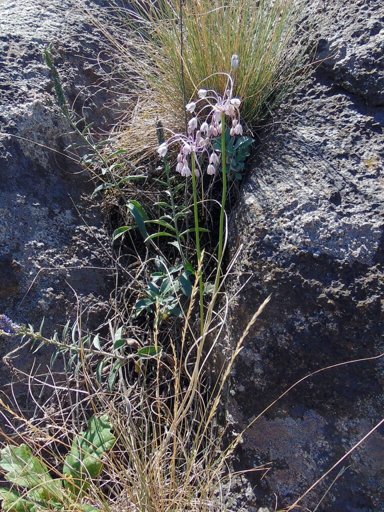 Allium podolicum