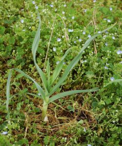 Allium polyanthum