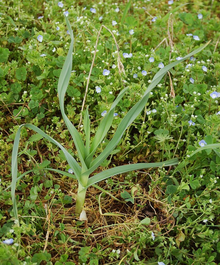 Allium polyanthum