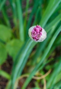 Allium schoenoprasum
