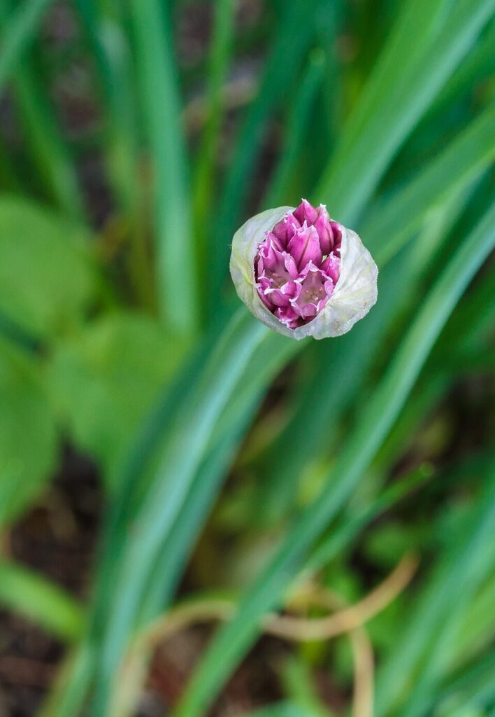 Allium schoenoprasum
