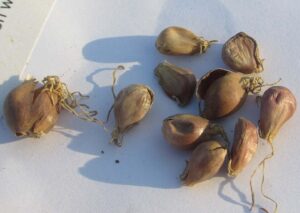 Allium scorodoprasum
