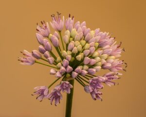 Allium senescens subsp. senescens