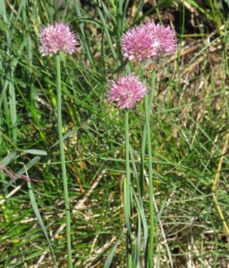 Allium strictum