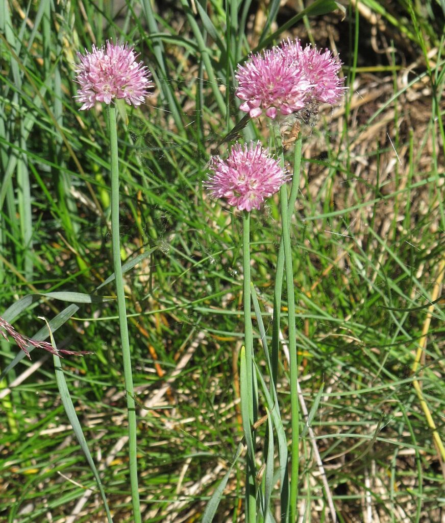 Allium strictum