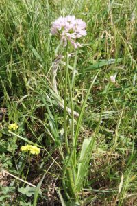 Allium trifoliatum