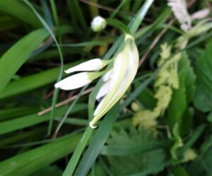 Allium triquetrum