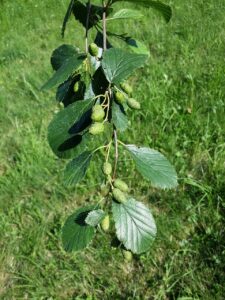Alnus viridis