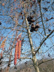 Alnus incana