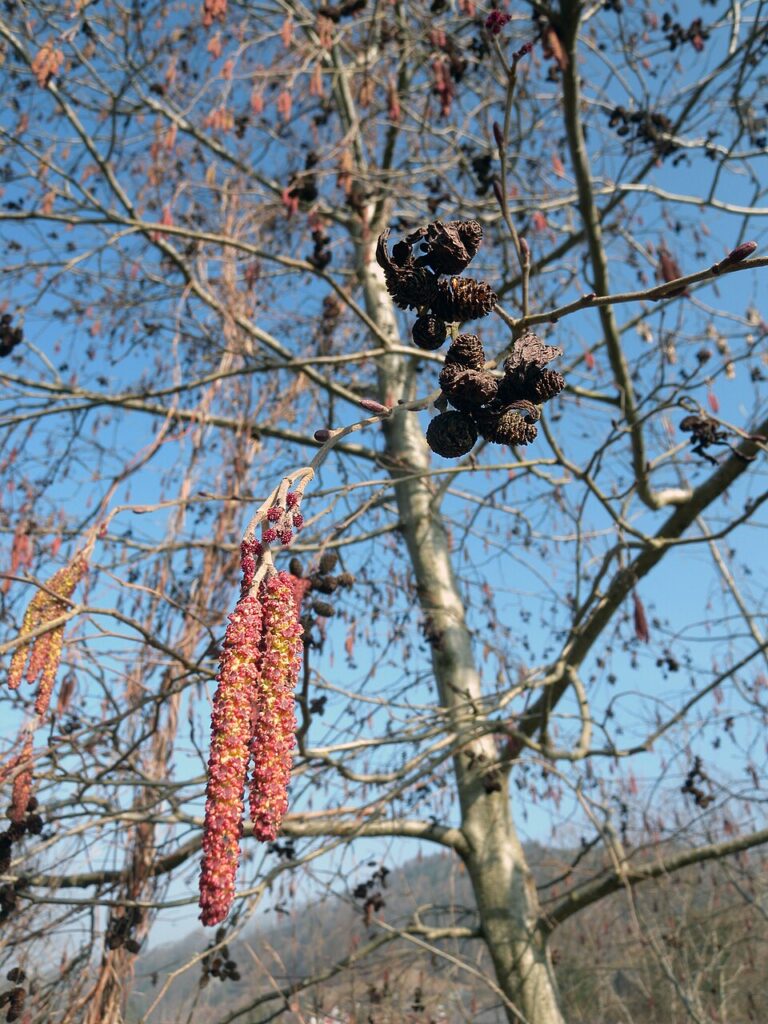 Alnus incana