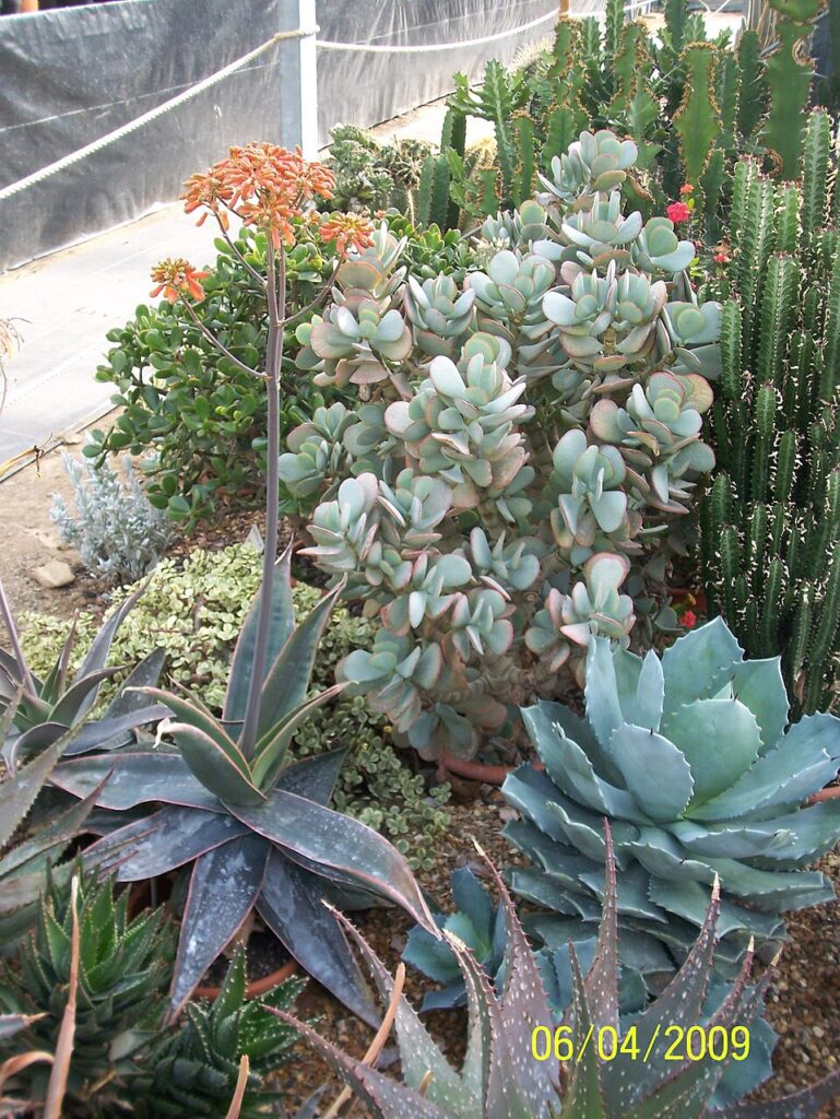 Euphorbia paniculata
