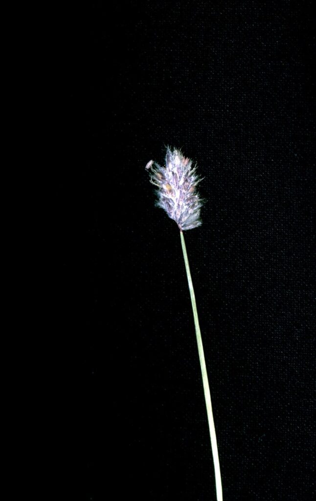 Alopecurus magellanicus