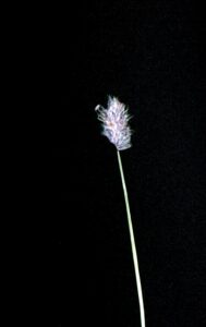 Alopecurus magellanicus