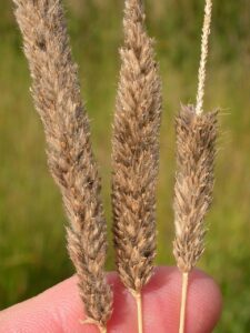 Alopecurus arundinaceus