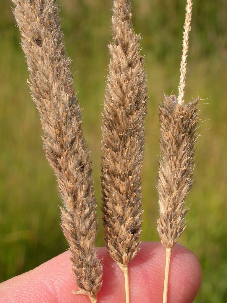 Alopecurus arundinaceus