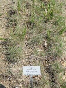 Alopecurus bulbosus