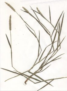 Alopecurus geniculatus