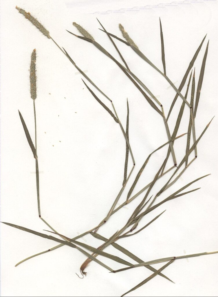 Alopecurus geniculatus
