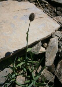 Alopecurus gerardi