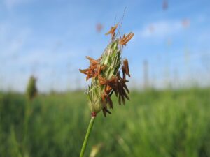 Alopecurus rendlei