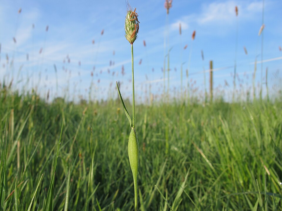 Alopecurus utriculatus