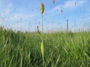 Alopecurus utriculatus