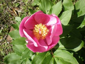 Paeonia broteroi