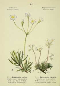 Androsace carnea