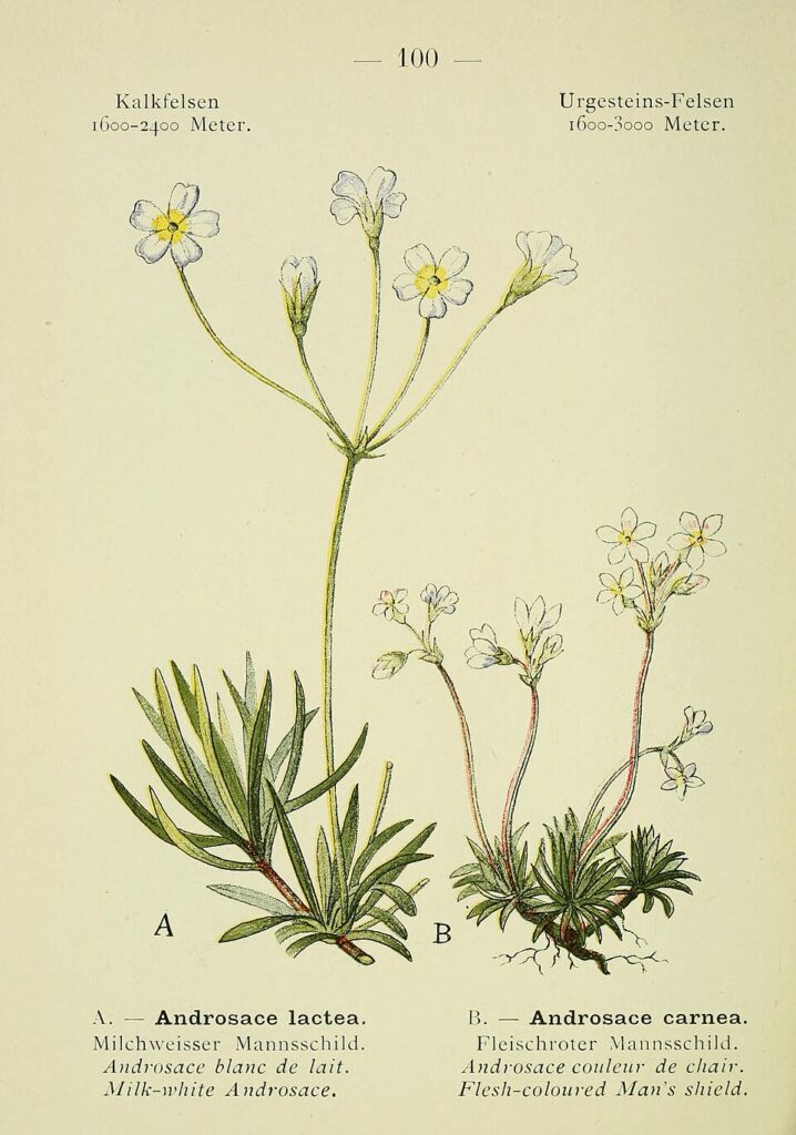 Androsace carnea