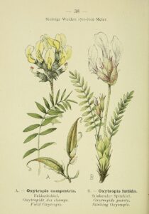 Oxytropis fetida