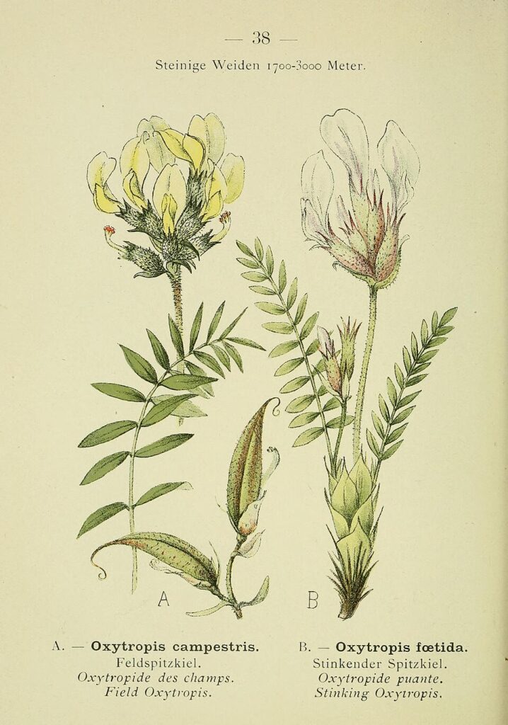 Oxytropis fetida