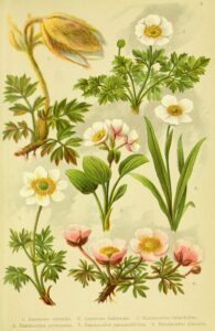Ranunculus baldensis