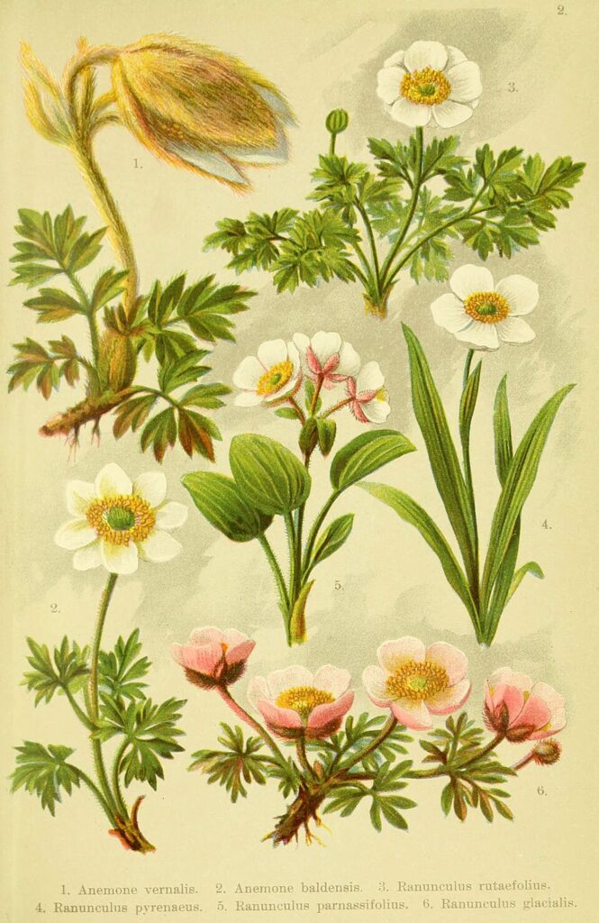 Ranunculus baldensis
