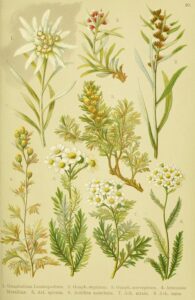 Artemisia norvegica subsp. norvegica