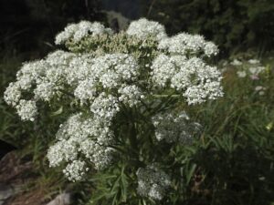 Chaerophyllum villarsii