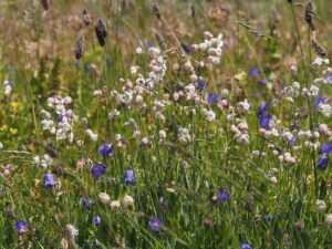 Silene campanula