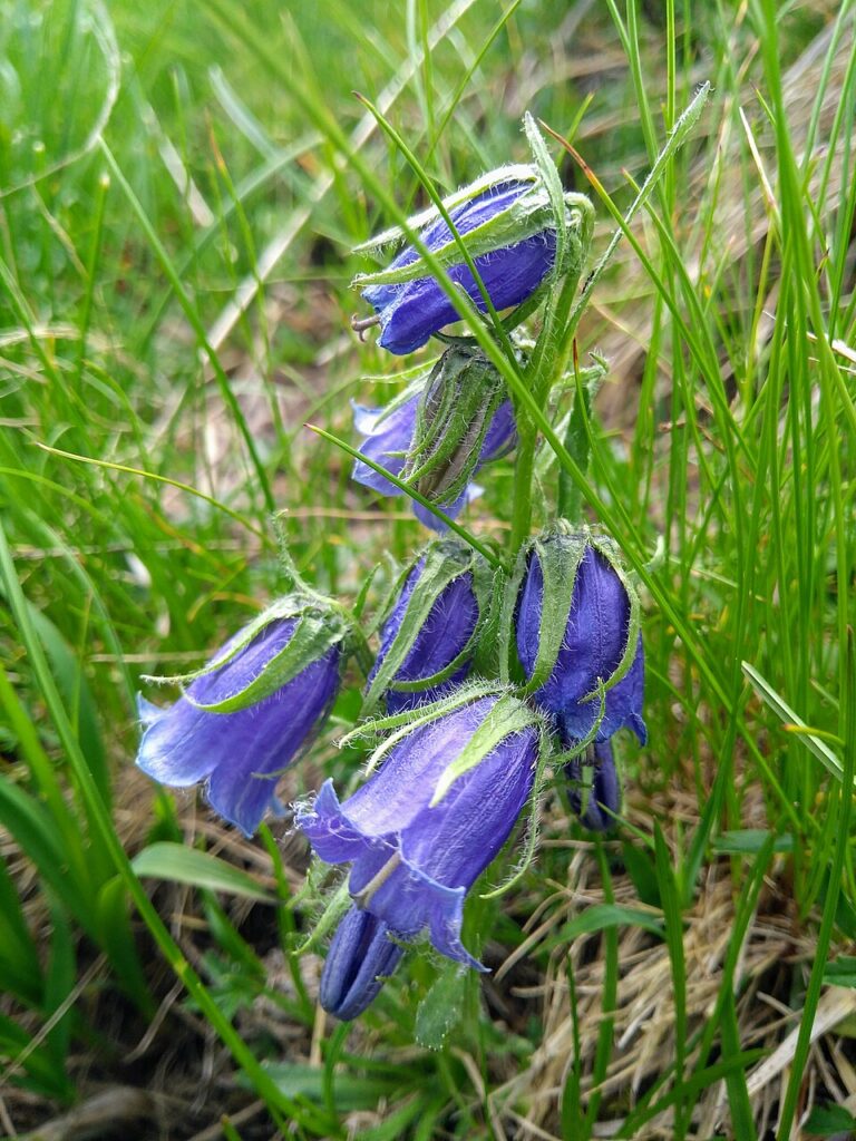 Campanula alpina