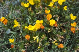 Lotus alpinus