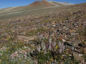 Pedicularis condensata