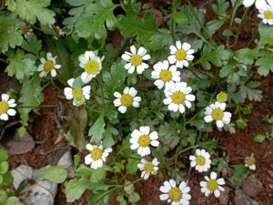 Tanacetum parthenium